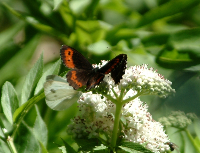 Erebia ligea